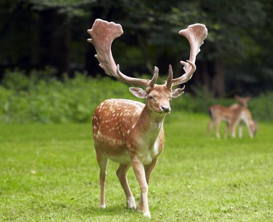 Bild enthält, Animal, Deer, Mammal, Wildlife, Antelope, Antler, Grass, Plant, Elk, Outdoors