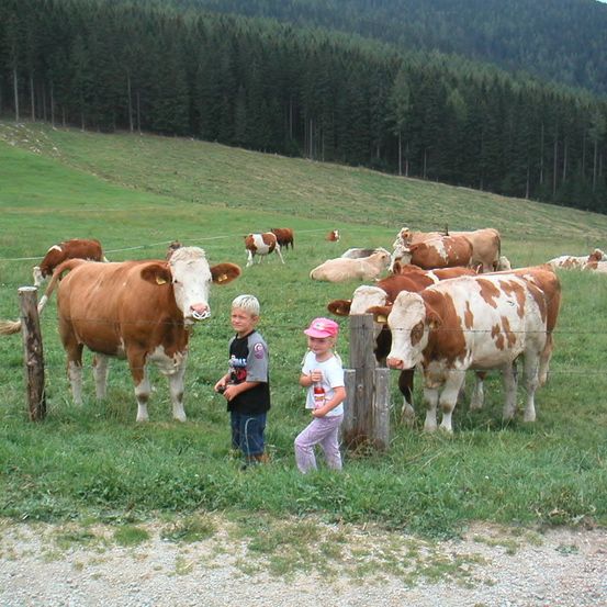 Bild enthält, Field, Grassland, Nature, Outdoors, Person, Pasture, Cattle, Cow, Livestock, Grass