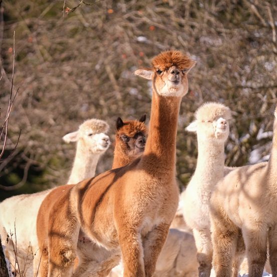 Bild enthält, Animal, Antelope, Mammal, Wildlife, Livestock, Sheep, Llama