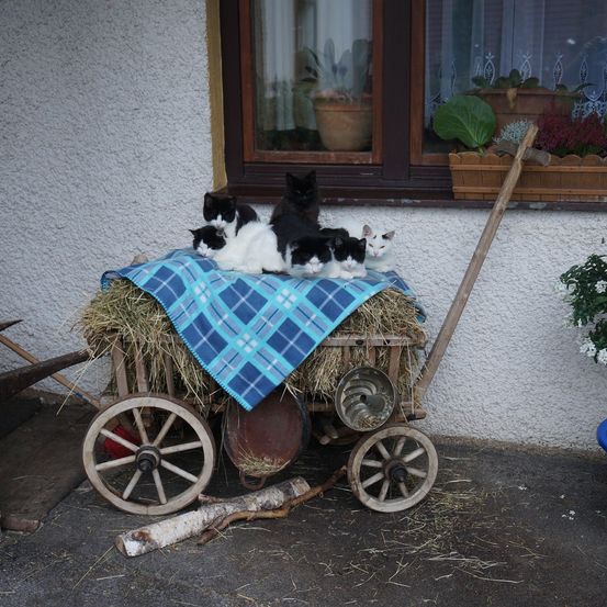 Bild enthält, Plant, Potted Plant, Wheel, Soil, Cookware, Pot, Planter, Spoke, Person, Cat