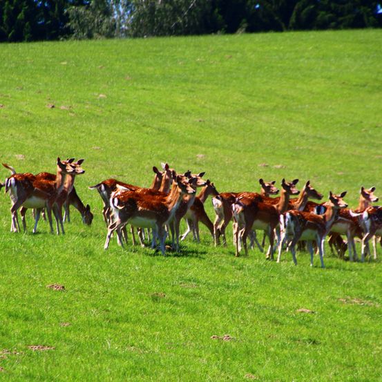 Bild enthält, Animal, Antelope, Impala, Wildlife, Field, Grassland, Nature, Outdoors, Pasture, Deer