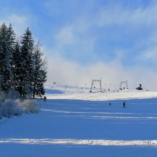 Bild enthält, Plant, Tree, Fir, Nature, Outdoors, Scenery, Person, Conifer, Pine, Snow