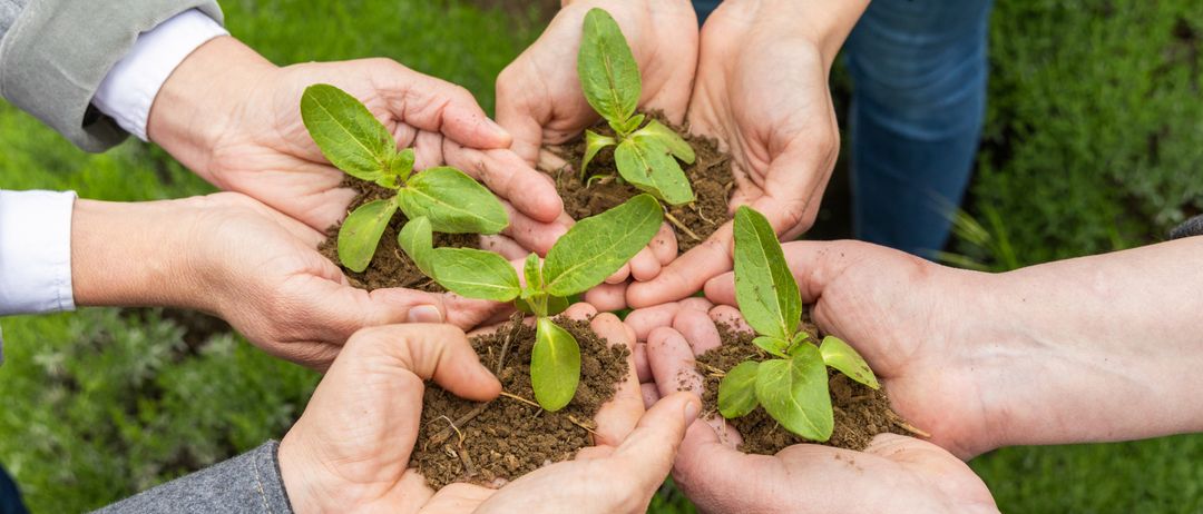 Mehrere Hände halten kleine Pflanzen in Erde mit grünem Grashintergrund.