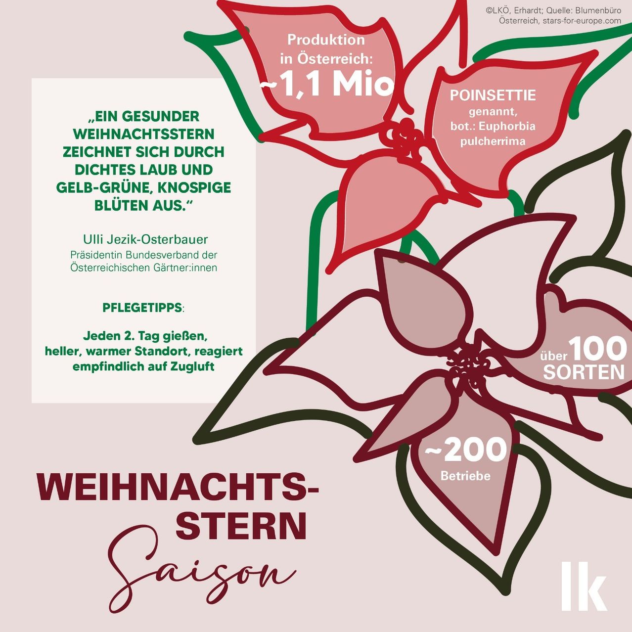 Infografik über die Weihnachtssternsaison in Österreich. Es werden 1,1 Millionen Sterne produziert, alle 2 Tage gegossen und über 100 Sorten angeboten.