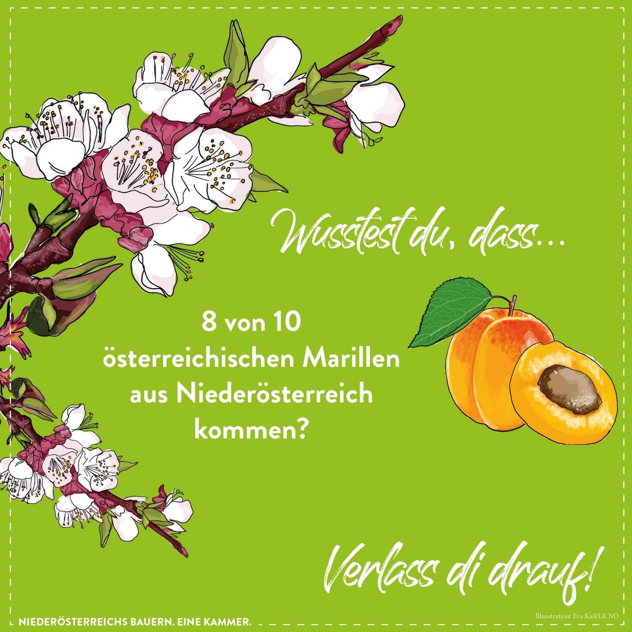 Plakat mit grünem Hintergrund und Blumen. Es steht geschrieben 'Wusstest du, dass 8 von 10 österreichischen Marillen aus Niederösterreich kommen?' Unten ist ein halb geschälter Aprikose. Der Text 'Verlass dich drauf!' ist darunter geschrieben.
