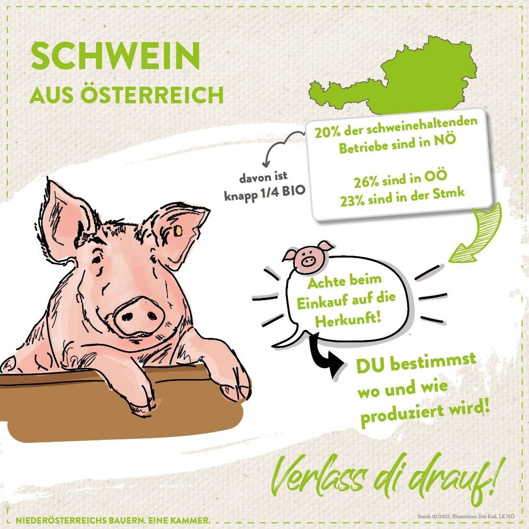 Ein Infografik über Schweine in Österreich zeigt verschiedene Statistiken. 20% der Schweinefarmen befinden sich in NO, 26% in OO und 23% in Stmk. Ein Schwein wird gezeigt mit dem Text, der Verbraucher ermutigt, die Herkunft ihres Fleisches zu überprüfen.