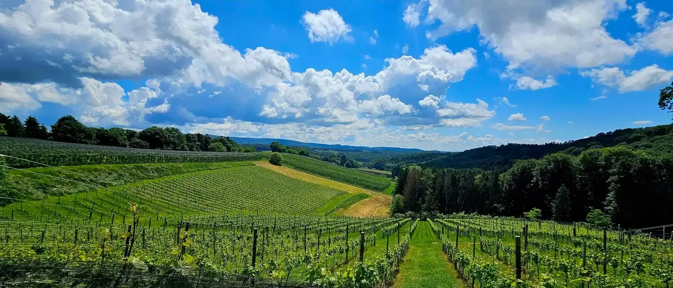 Ein Weinberg unter einem teilweise bewölkten Himmel mit üppigen grünen Feldern und einer entfernten Bergkette. Im Vordergrund sind ordentlich angeordnete Weinpflanzen zu sehen.