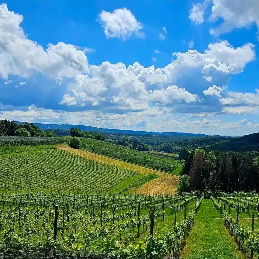 Ein Weinberg unter einem teilweise bewölkten Himmel mit üppigen grünen Feldern und einer entfernten Bergkette. Im Vordergrund sind ordentlich angeordnete Weinpflanzen zu sehen.