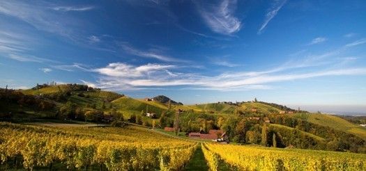 Eine ländliche Landschaft mit einem Weinberg unter blauem Himmel mit Wolken, umgeben von Hügeln und einem entfernten Haus.