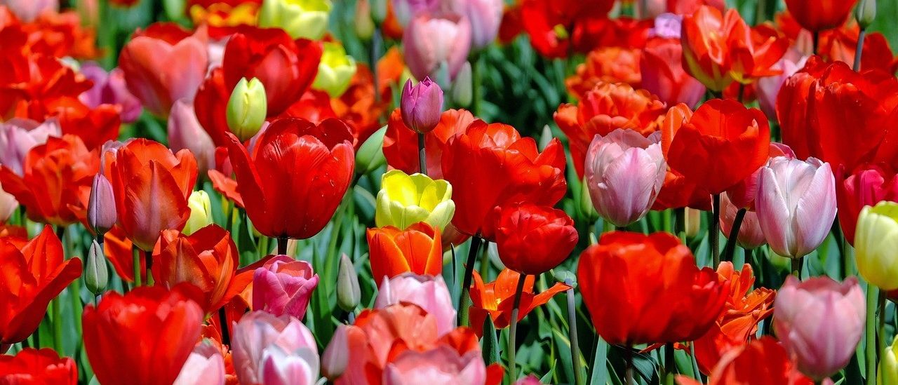 Ein lebendiges Feld von Tulpen zeigt eine Vielzahl von Farben, darunter Rot, Orange, Gelb und Rosa. Einige Tulpen sind in voller Blüte, während andere keimen. Die Blumen sind dicht gepackt mit grünen Blättern im Hintergrund.