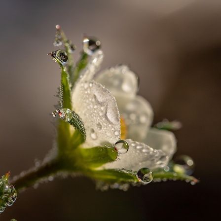 Eine Nahaufnahme einer weißen Blume, bedeckt mit Tautropfen, mit grünen Blättern im Hintergrund.