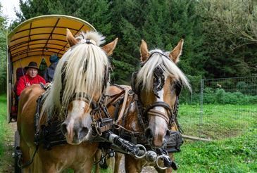 Zwei Pferde ziehen eine gelbe Kutsche durch ein grünes Feld. Ein Mann in einem roten Mantel und einem Hut sitzt in der Kutsche. Das Feld ist von Bäumen und einem Zaun umgeben.