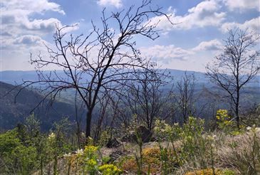Ein Panoramablick von einem Berggipfel zeigt eine Landschaft mit kahlen Bäumen und einem blauen Himmel mit weißen Wolken. Der Horizont enthüllt ferne Berge.