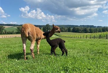 Bild enthält, Outdoors, Nature, Animal, Kangaroo, Mammal, Field, Grassland, Countryside, Dog, Llama