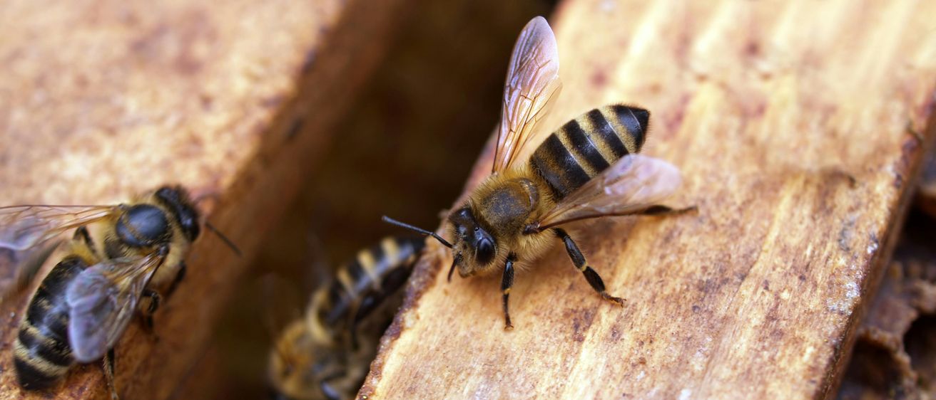 Animal, Bee, Honey Bee, Insect, Invertebrate, Apidae, Wasp, Bumblebee