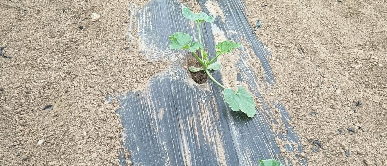 Eine Reihe junger Pflanzen wächst auf einem Feld, bedeckt mit einer schwarzen Plastikfolie. Die Pflanzen sind klein und haben grüne Blätter. Der Boden um die Pflanzen ist braun und trocken.