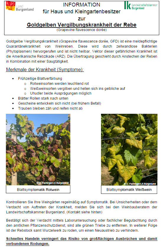 The image displays information about Grapevine Flavescence Doree (GFD), a mandatory quarantine disease affecting grapevines. It is caused by wall-less bacteria (phytoplasms) and is incurable. The American Grapevine Scale (ARG) is the vector of this disease, and it spreads through the sap of grapevines. Key symptoms include early leaf discoloration, grape variety-specific color changes, leaf rolling, and unripe, firm grapes. Images show symptomatically affected grapevines.