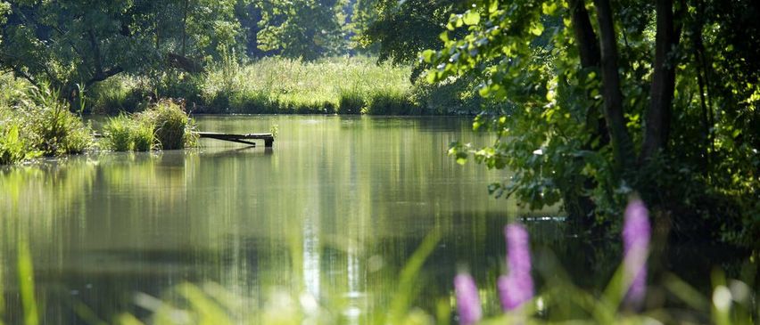 Bild enthält, Nature, Outdoors, Pond, Water, Scenery, Vegetation, Land, Woodland, Grove, Landscape