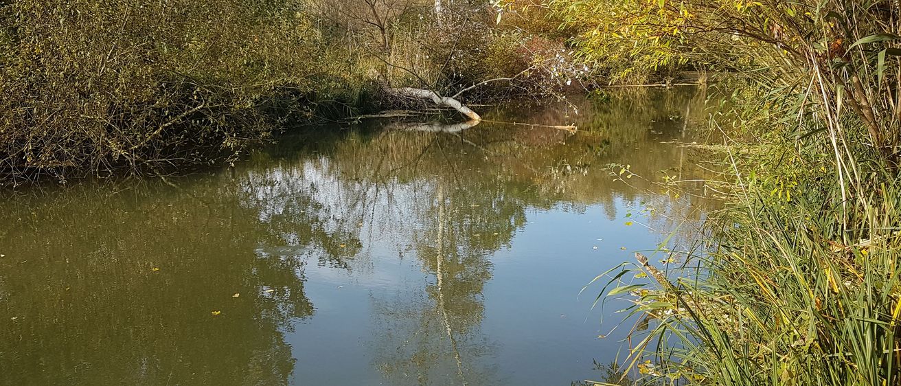 Bild enthält, Land, Nature, Outdoors, Pond, Water, Swamp, Plant, Vegetation