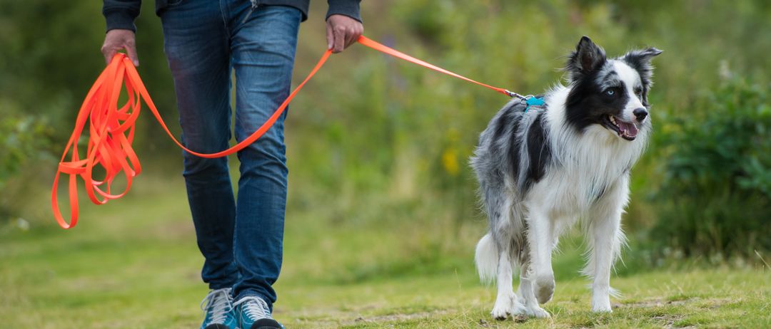 Eine Person in einem blauen Shirt und Jeans geht mit einem schwarz-weißen Hund an der Leine auf einer Grasfläche.