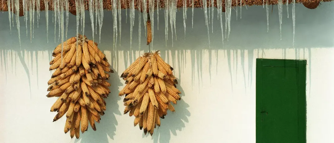 Ein Nahaufnahme von zwei Maiskolben, die an Eiszapfen an einer weißen Wand hängen. Der Mais ist golden mit einigen schwarzen Flecken.
