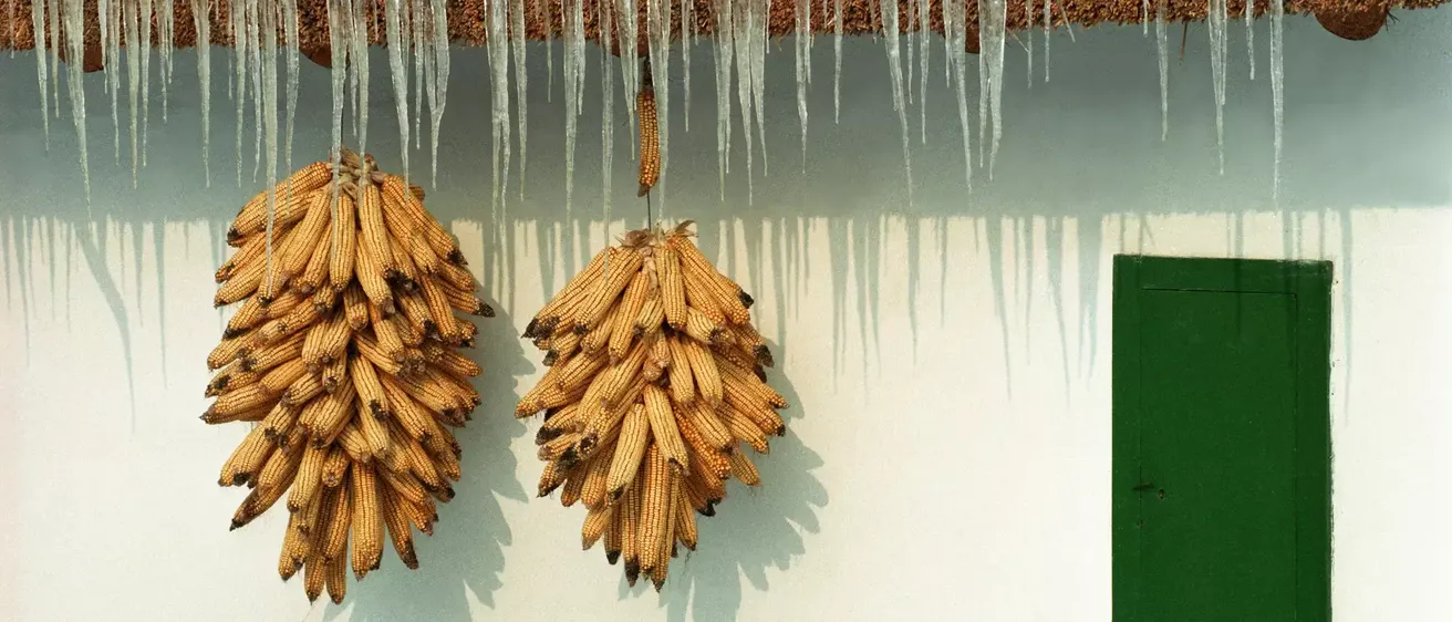 Ein Nahaufnahme von zwei Maiskolben, die an Eiszapfen an einer weißen Wand hängen. Der Mais ist golden mit einigen schwarzen Flecken.