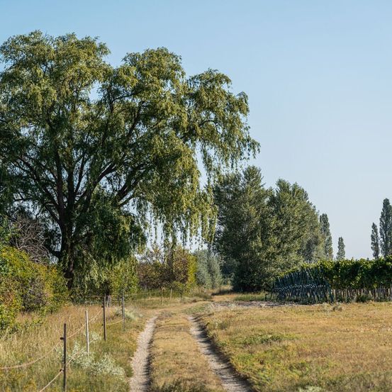 Ein schmutziger Weg führt in ein Grasfeld mit einem großen Weidenbaum. Rechts ist ein Weinberg zu sehen, und mehrere Bäume umgeben das Gebiet. Der Himmel ist klar und blau.
