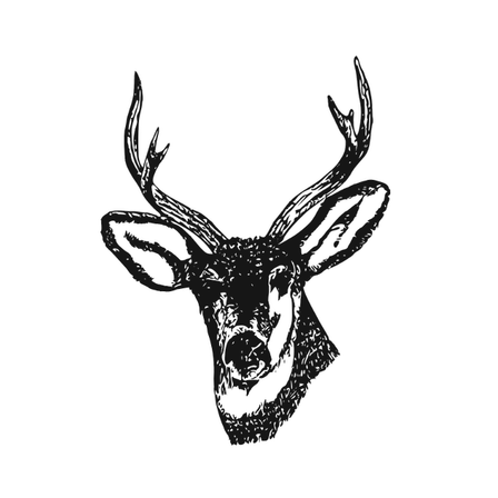 Eine schwarz-weiße Illustration eines Hirschkopfes mit markanten Geweihen. Der Hirsch wirkt aufmerksam, mit aufgestellten Ohren und nach vorne gerichteten Augen.