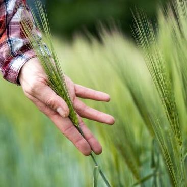 Bild enthält, Plant, Vegetation, Grass, Field, Nature, Outdoors, Agriculture, Countryside, Produce, Farm