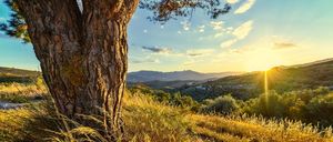 Die Sonne geht über einer bergigen Landschaft unter und taucht einen großen Baum und das umliegende Gras in warmes Licht.