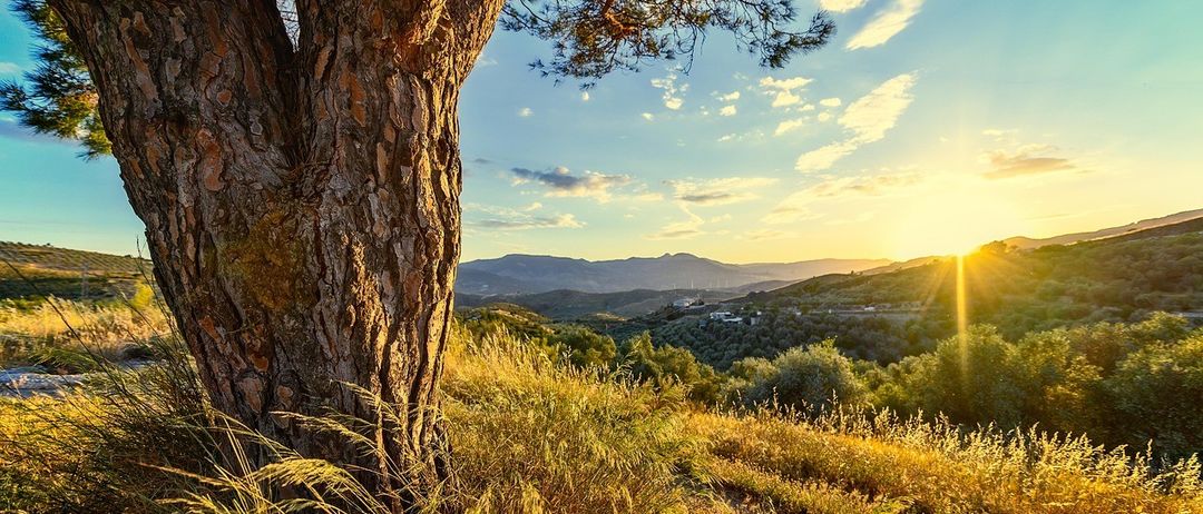 Die Sonne geht über einer bergigen Landschaft unter und taucht einen großen Baum und das umliegende Gras in warmes Licht.