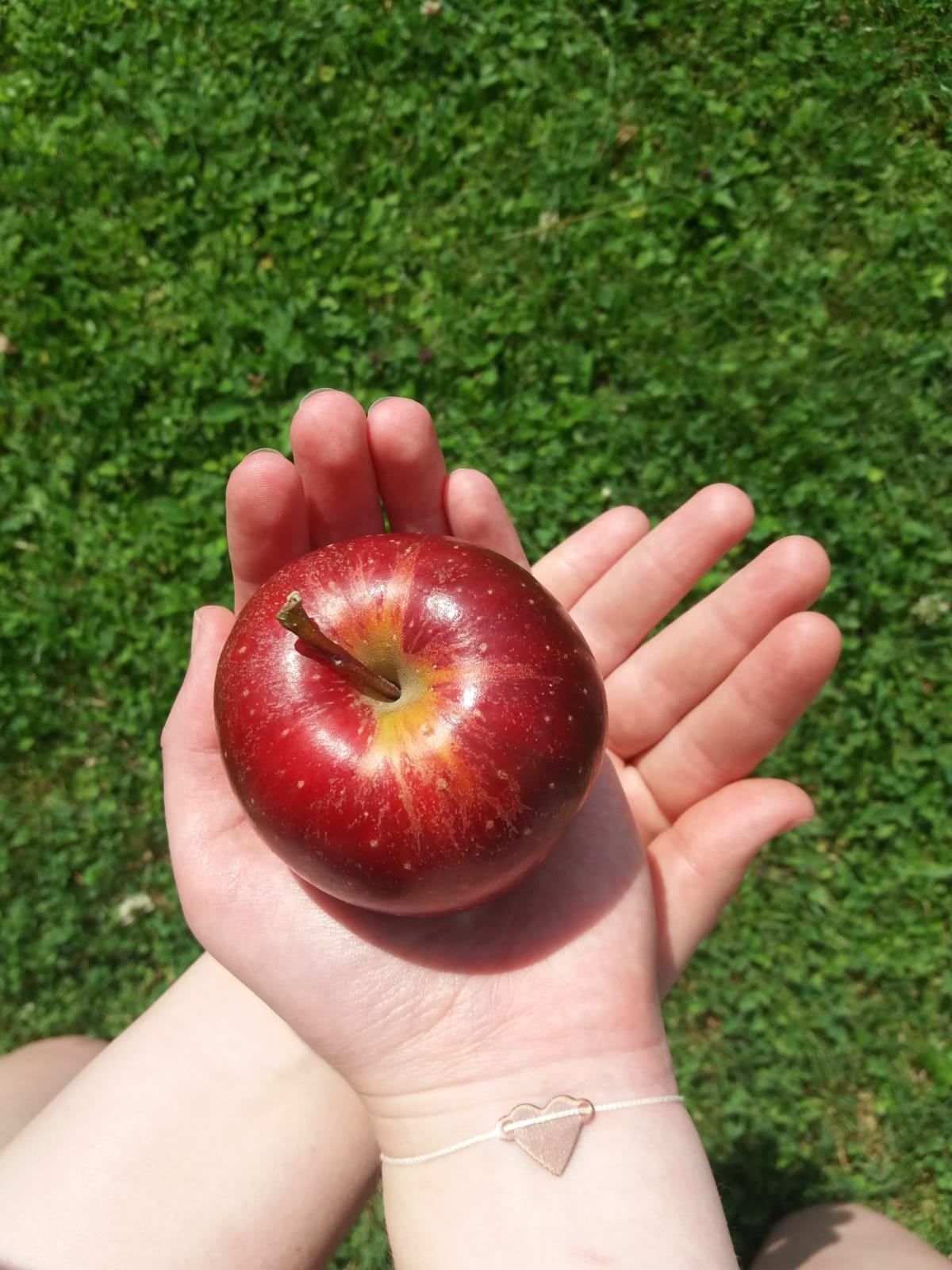Eine Person hält einen roten Apfel mit einem braunen Stiel in der Hand, vor einem Hintergrund aus Gras.