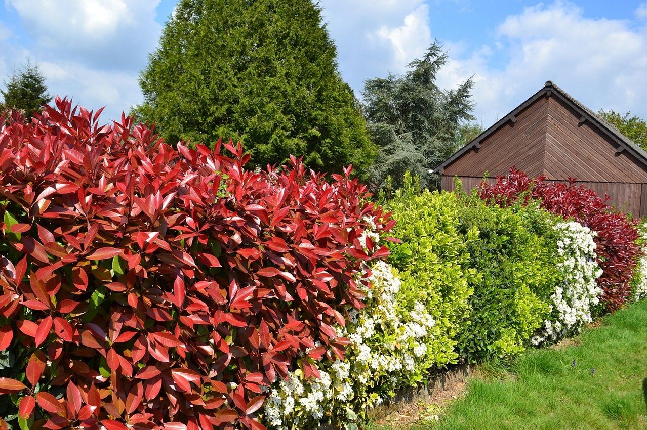 Ein Garten mit leuchtend roten und weißen Pflanzen. Hinter den Pflanzen steht ein braunes Holzgebäude. Der Himmel ist blau mit einigen Wolken.