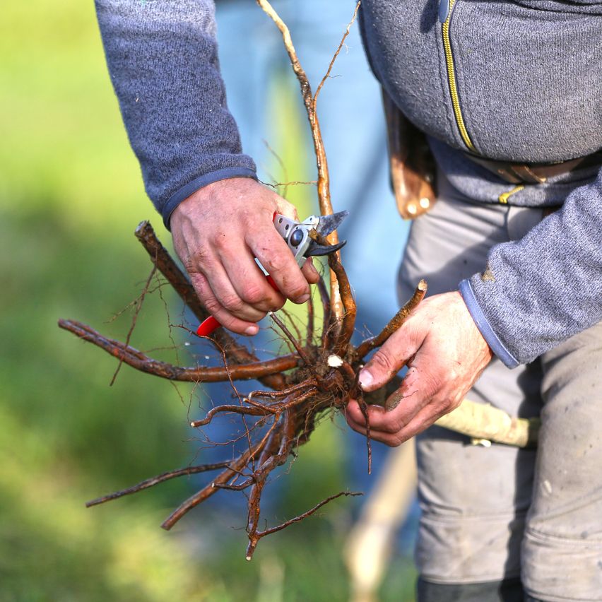 Eine Person benutzt eine Gartenschere, um eine Pflanze mit dicken Wurzeln in einer Außenumgebung zu schneiden.