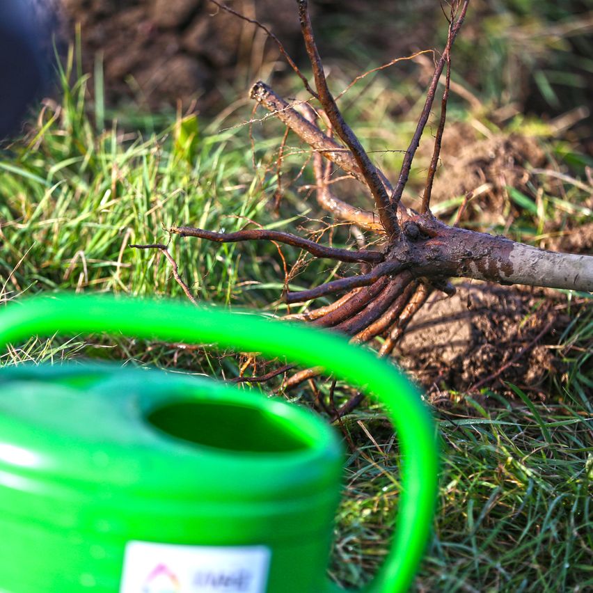 Ein grüner Gießkanne mit Griff liegt auf dem Boden. Ein Pflanzenwurzel mit Erde ist hinter der Kanne.