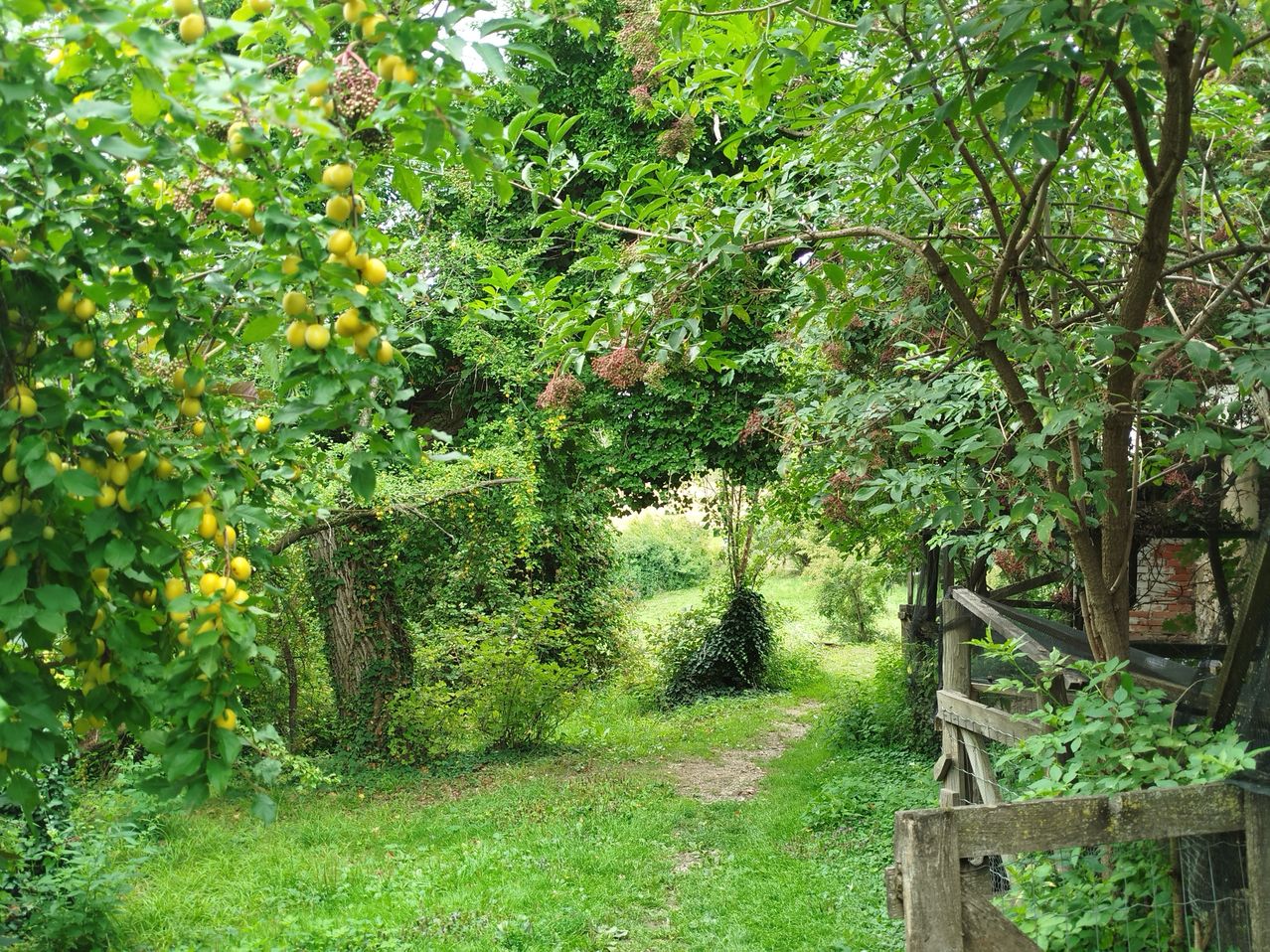 Ein Pfad in einem üppigen grünen Obstgarten, gesäumt von Bäumen mit gelben Früchten, der zu einem Holztor führt.