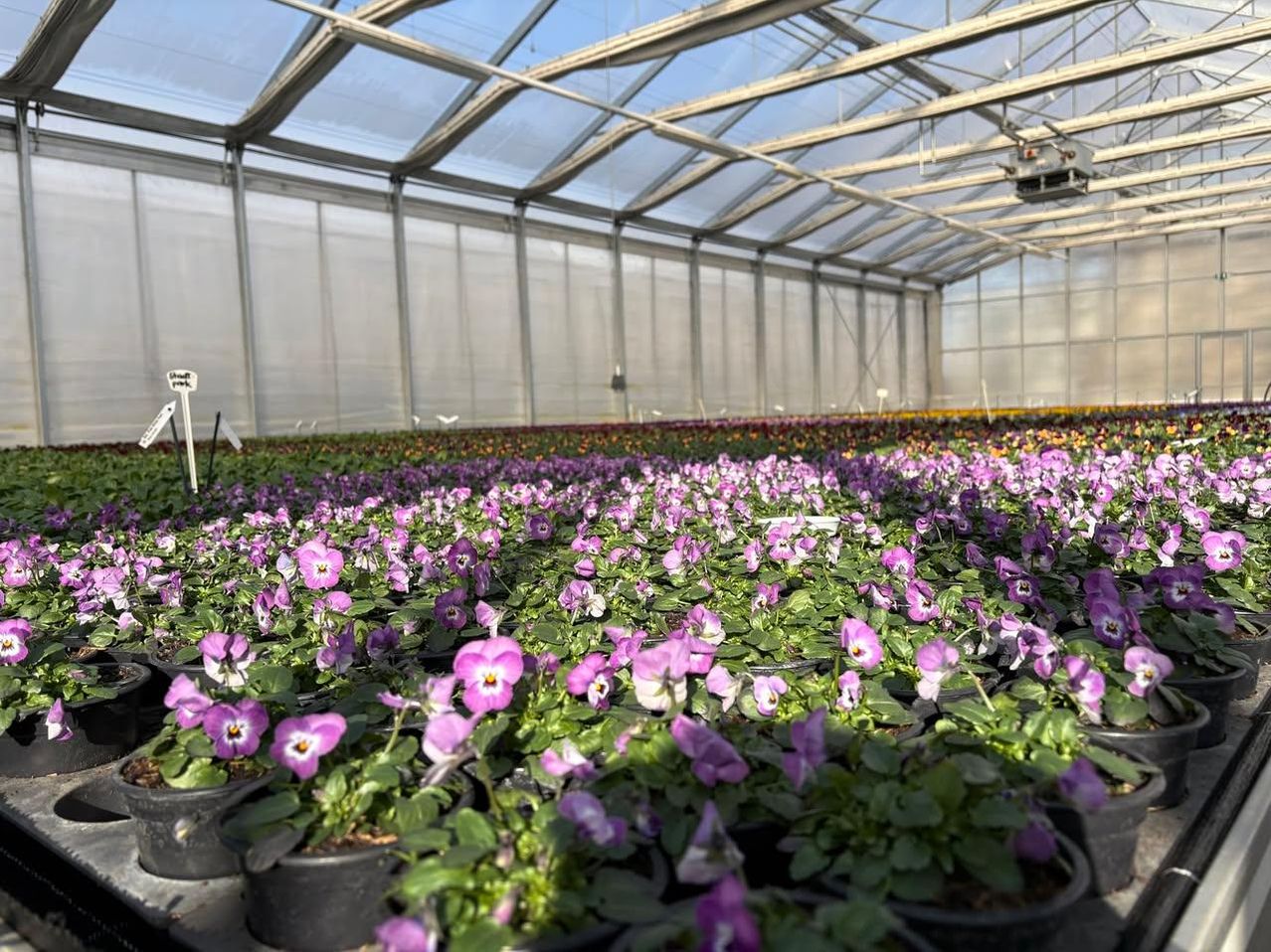 In einem Gewächshaus sind verschiedene lilafarbene Blumen in Töpfen ordentlich angeordnet, beleuchtet durch das Sonnenlicht, das durch das Glasdach filtert.
