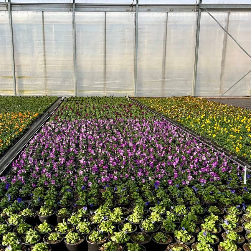 Ein Gewächshaus gefüllt mit Reihen von Topfpflanzen, darunter lila und gelbe Blumen und grünes Laub. Das Gewächshaus hat eine weiße Plastikabdeckung.