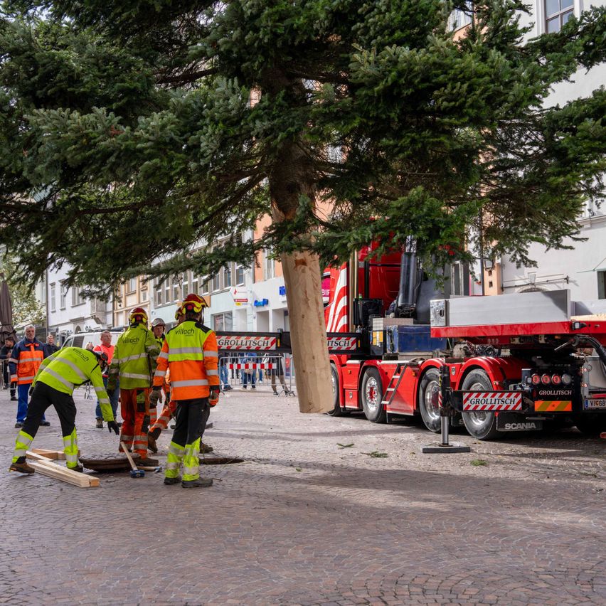 Arbeiter in Schutzkleidung bereiten einen großen Baum zur Entfernung auf einem Stadtplatz vor. Ein roter Lastwagen mit Beschilderung ist in der Nähe geparkt.