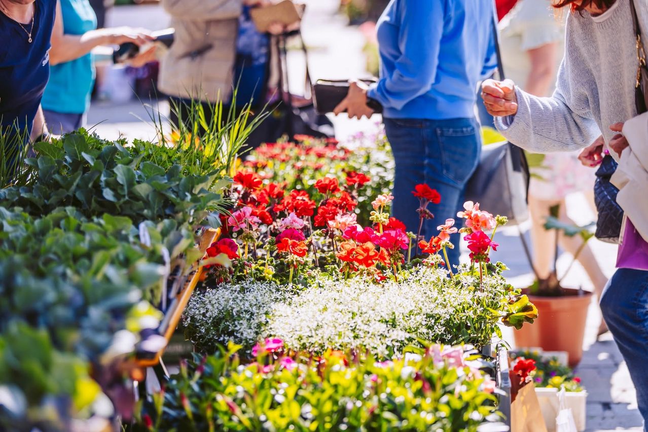 Menschen kaufen auf einem Blumenmarkt und stöbern durch leuchtende rote und pinke Blumen. Eine Person hält einen Korb, während andere die Blumen betrachten.