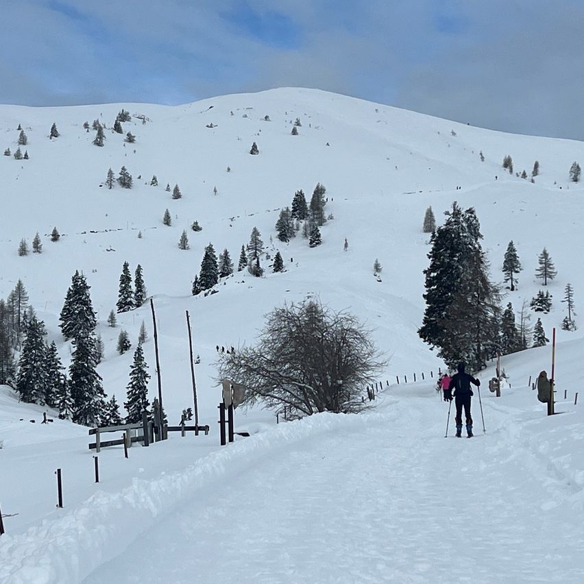 Schneebedeckter Berg mit mehreren Kiefern und einer Person, die mit Skistöcken einen Hang hinunterskit.