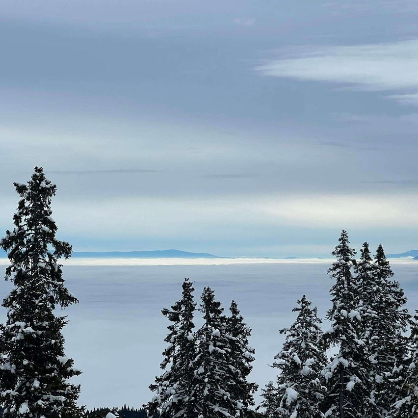 Eine verschneite Landschaft mit Kiefern, die mit Schnee bedeckt sind. In der Ferne sind Berge teilweise von Nebel bedeckt. Der Himmel ist bewölkt.