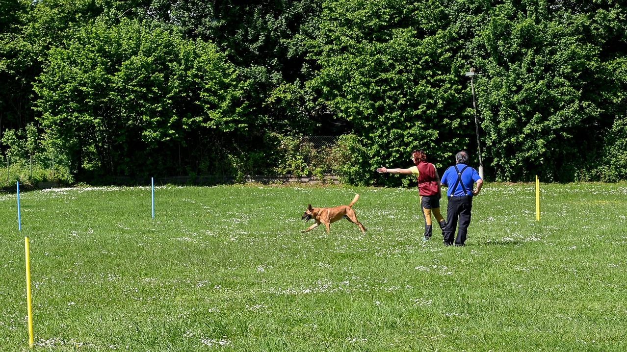 A brown dog runs across a grassy field towards two adults who are gesturing with their arms. The dog is running fast while the adults are standing near a pole.