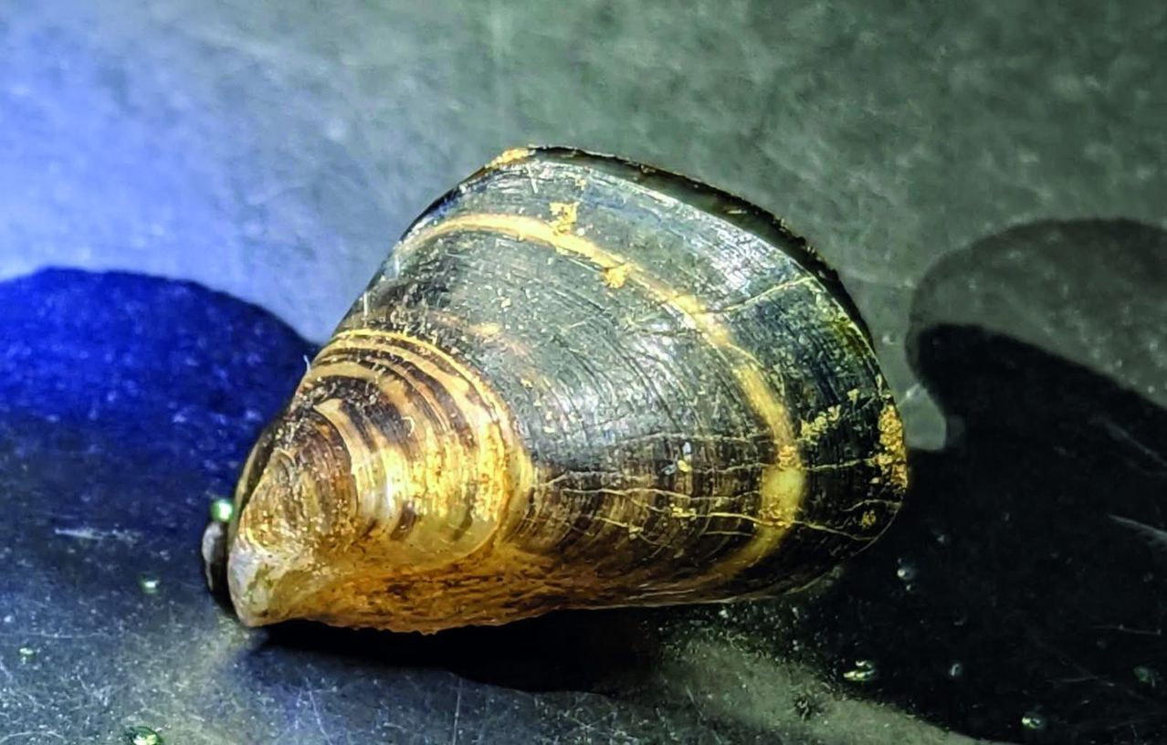 A close-up view of a large, black and yellow mussel shell with a textured surface. The shell is slightly curved and appears to be resting on a dark, possibly metallic surface.