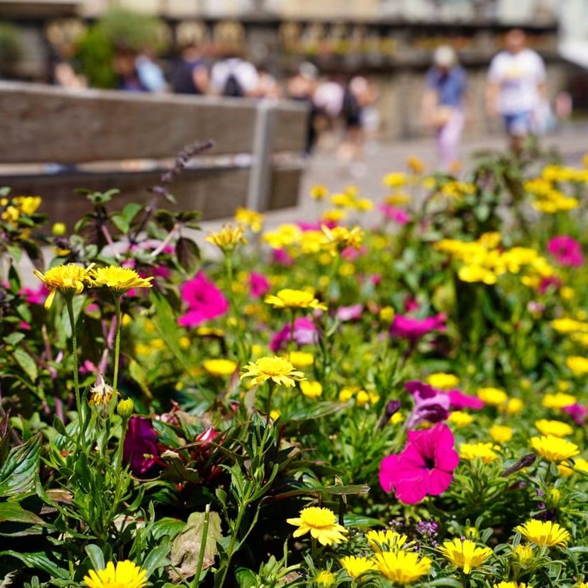 Ein farbenfrohes Blumenbeet in Gelb und Pink, mit einer Holzbank im Hintergrund. Unscharfe Menschen gehen in der Ferne.