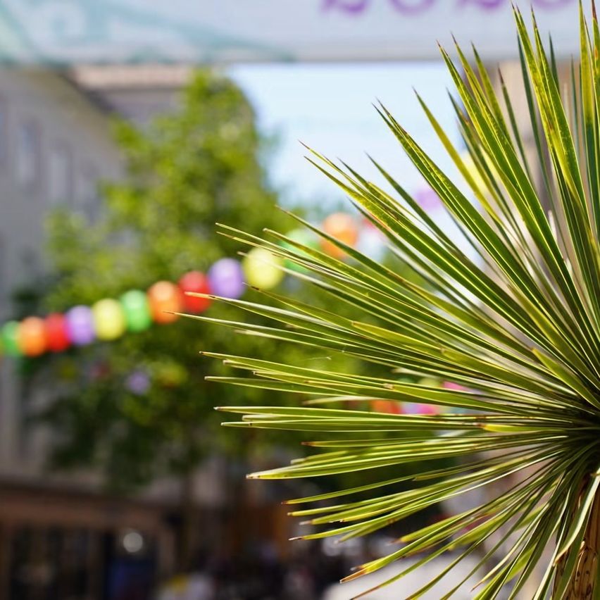 Eine Nahaufnahme einer Palme mit einer bunten Ballondekoration im Hintergrund. Gebäude sind in der Ferne zu sehen.
