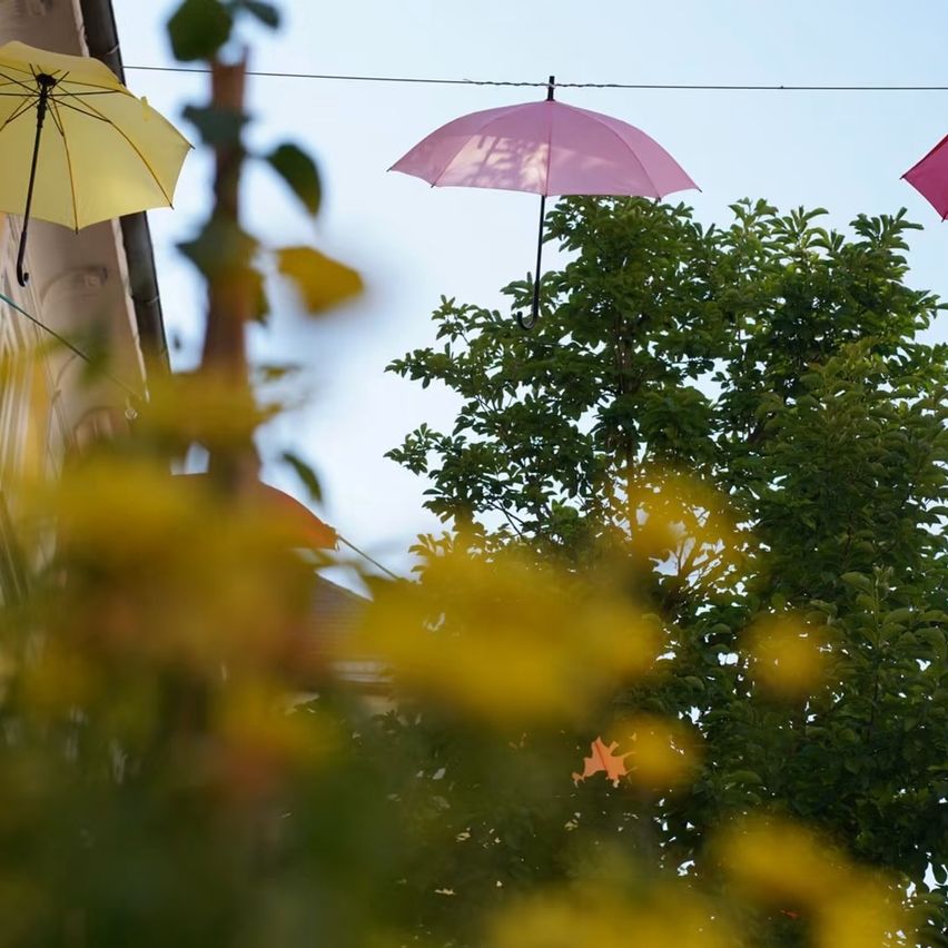 Drei Regenschirme hängen an einem Draht, darunter ein gelber, ein rosa und ein roter. Sie stehen vor einem Baum mit grünen Blättern.