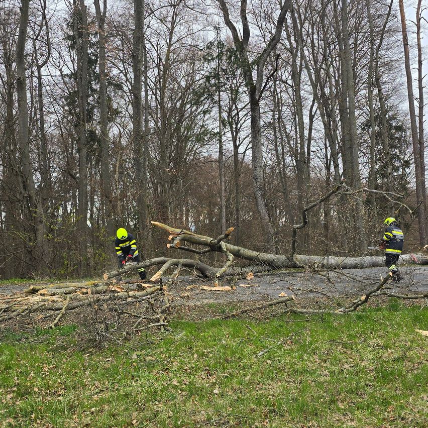 Feuerwehrleute in Sicherheitskleidung schneiden Äste eines umgestürzten Baumes am Straßenrand ab.