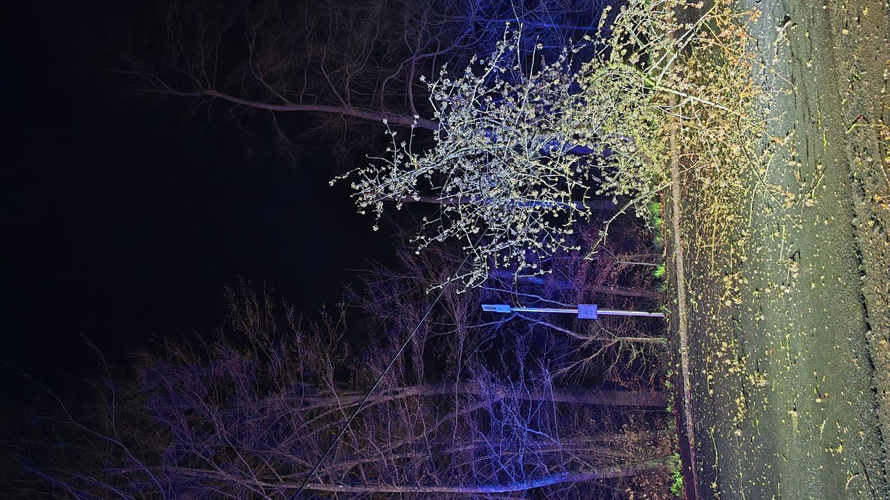 Eine Nachtszene eines Baumes mit zarten Blüten und Zweigen, die von einem blauen Licht beleuchtet werden. Der Baum ist von anderen Bäumen und einer Straßenlampe umgeben.