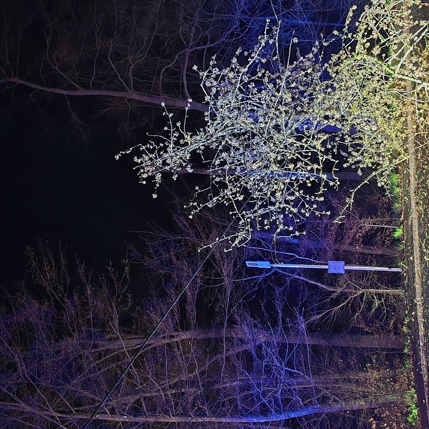 Eine Nachtszene eines Baumes mit zarten Blüten und Zweigen, die von einem blauen Licht beleuchtet werden. Der Baum ist von anderen Bäumen und einer Straßenlampe umgeben.